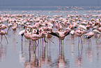 colonyof lesser flamingos